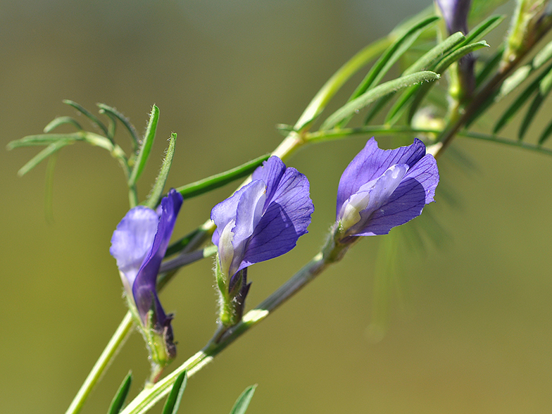 Vicia onobrychioides