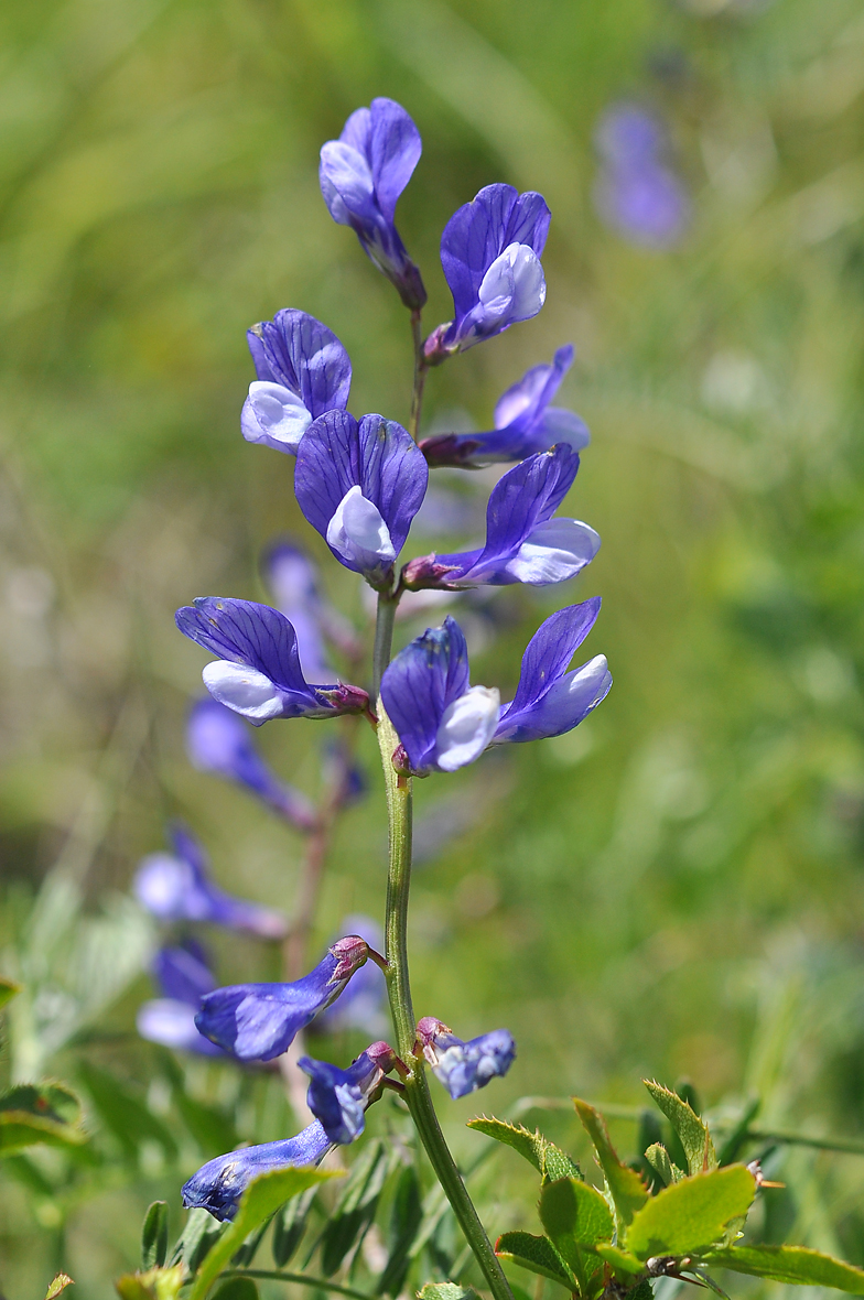 Vicia onobrychioides