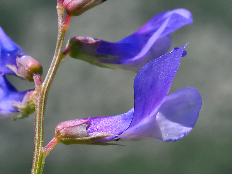 Vicia onobrychioides 2026 2