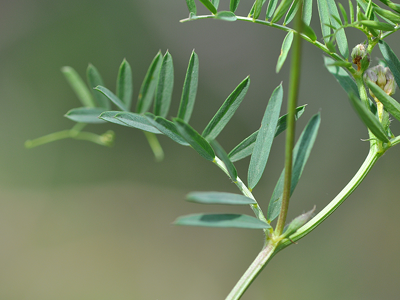 Vicia onobrychioides