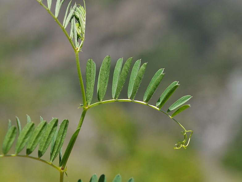 Vicia onobrychioides