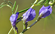 Vicia onobrychioides