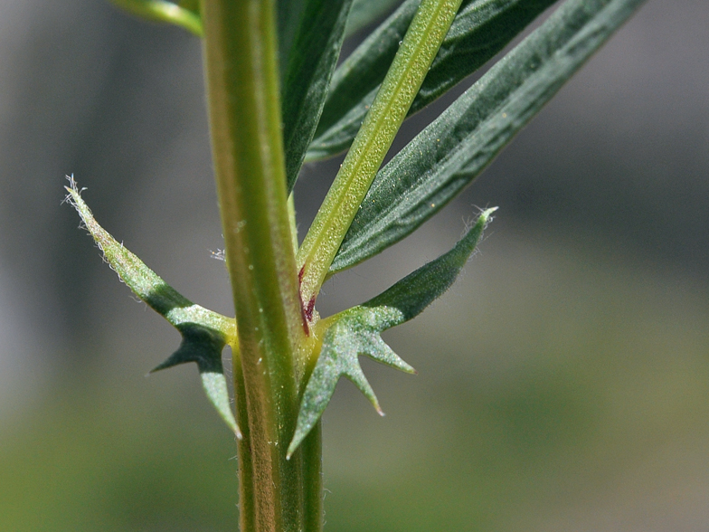 Vicia onobrychioides