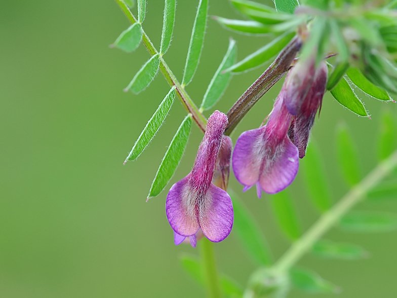 Vicia pannonica