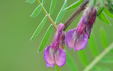 Vicia pannonica