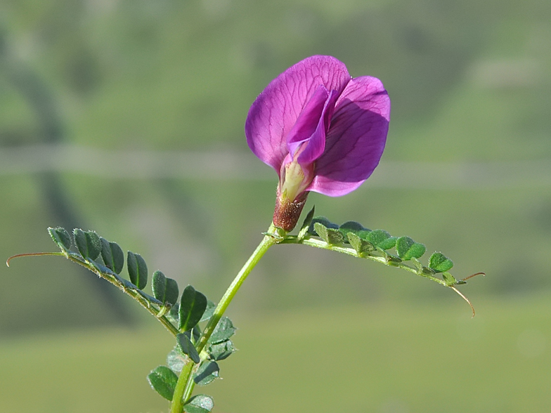 Vicia pyrenaica