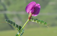 Vicia pyrenaica