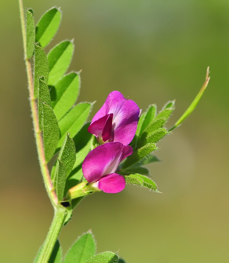 Vicia sativa