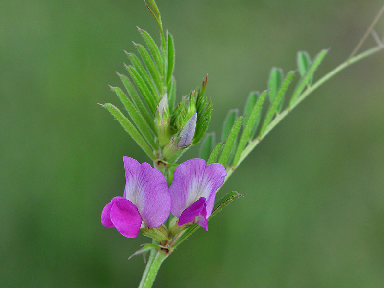 Vicia sativa