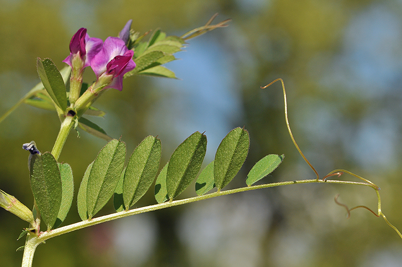 Vicia sativa