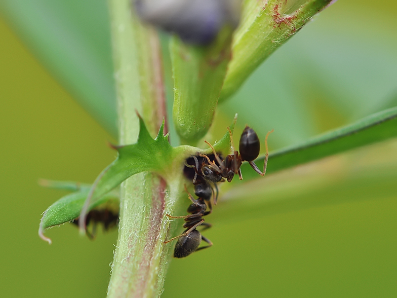 Vicia sativa