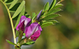 Vicia sativa