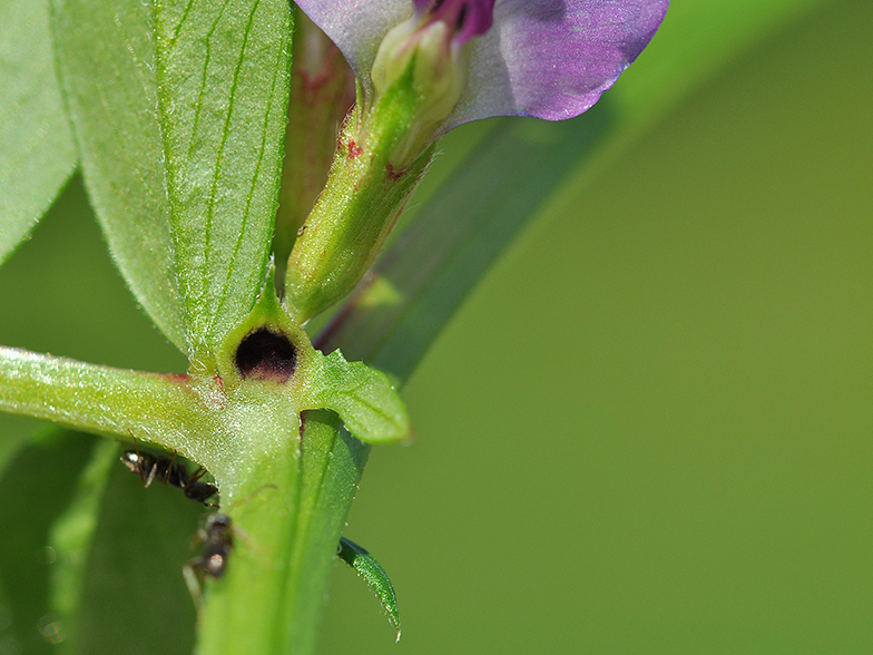 Vicia sativa