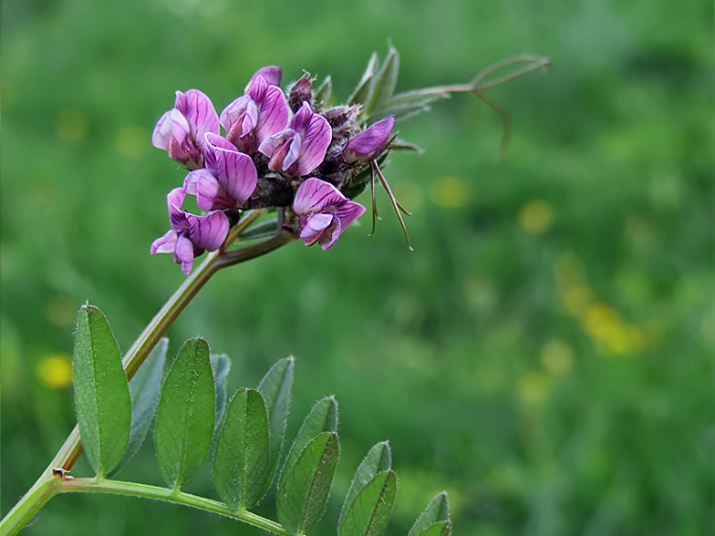 Vicia sepium