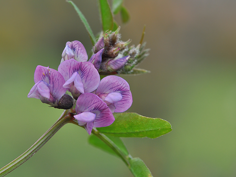 Vicia sepium