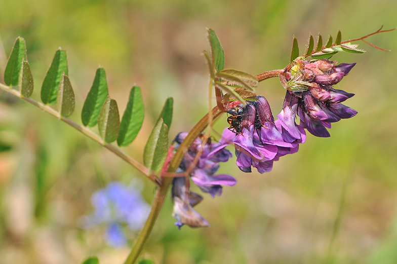 Vicia sepium