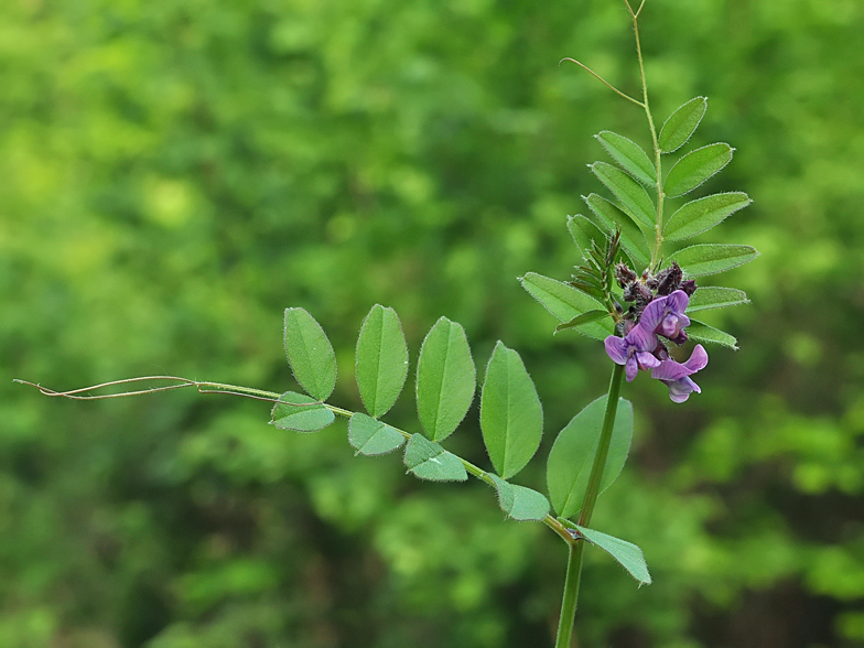 Vicia sepium