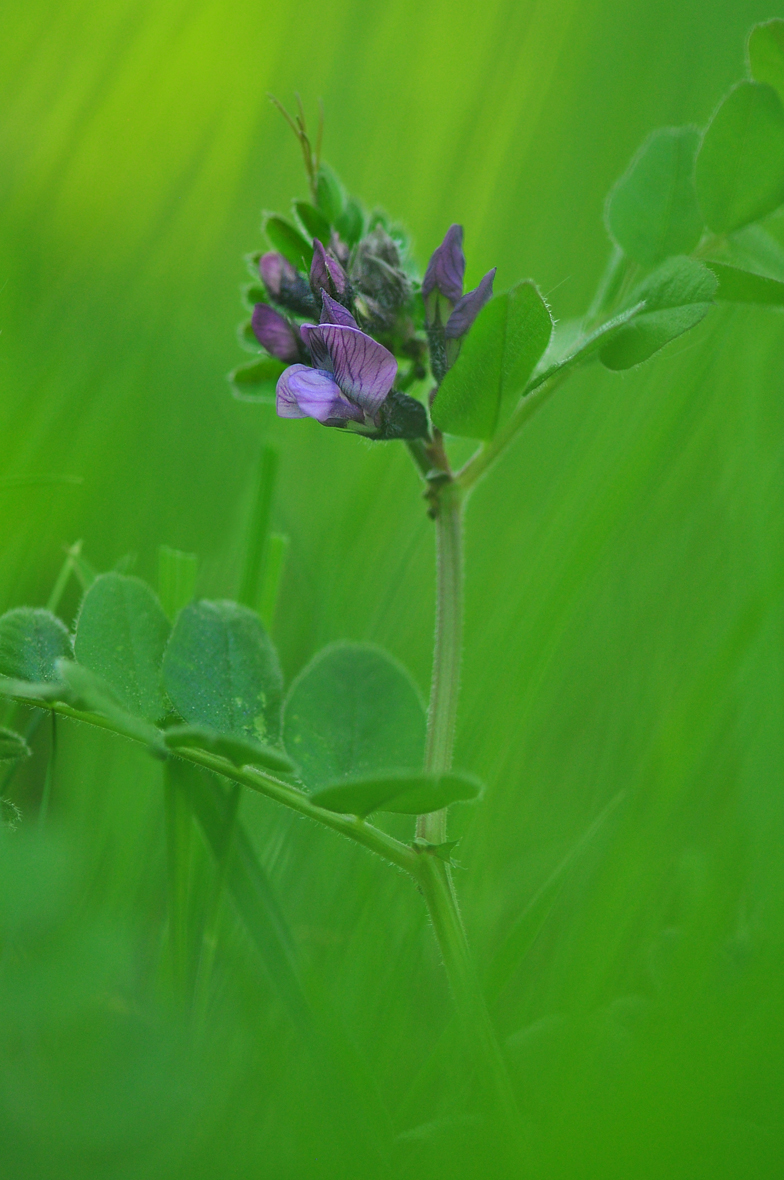 Vicia sepium