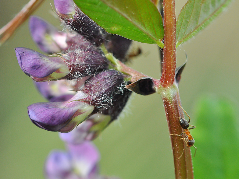 Vicia sepium