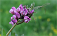 Vicia sepium