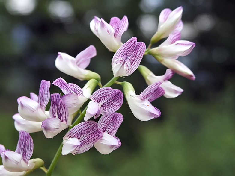 Vicia sylvatica