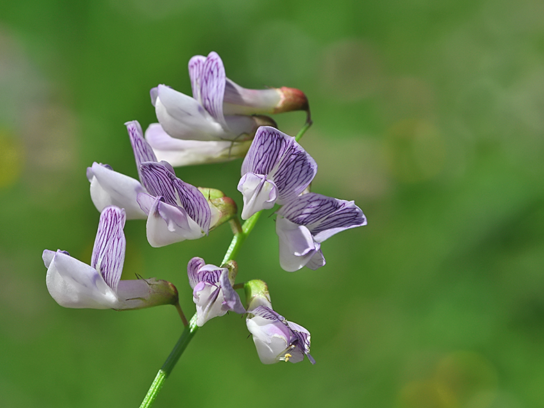 Vicia sylvatica