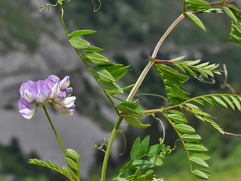 Vicia sylvatica