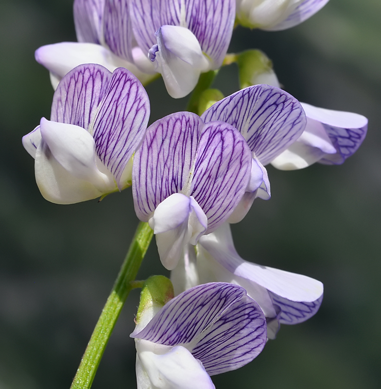 Vicia sylvatica