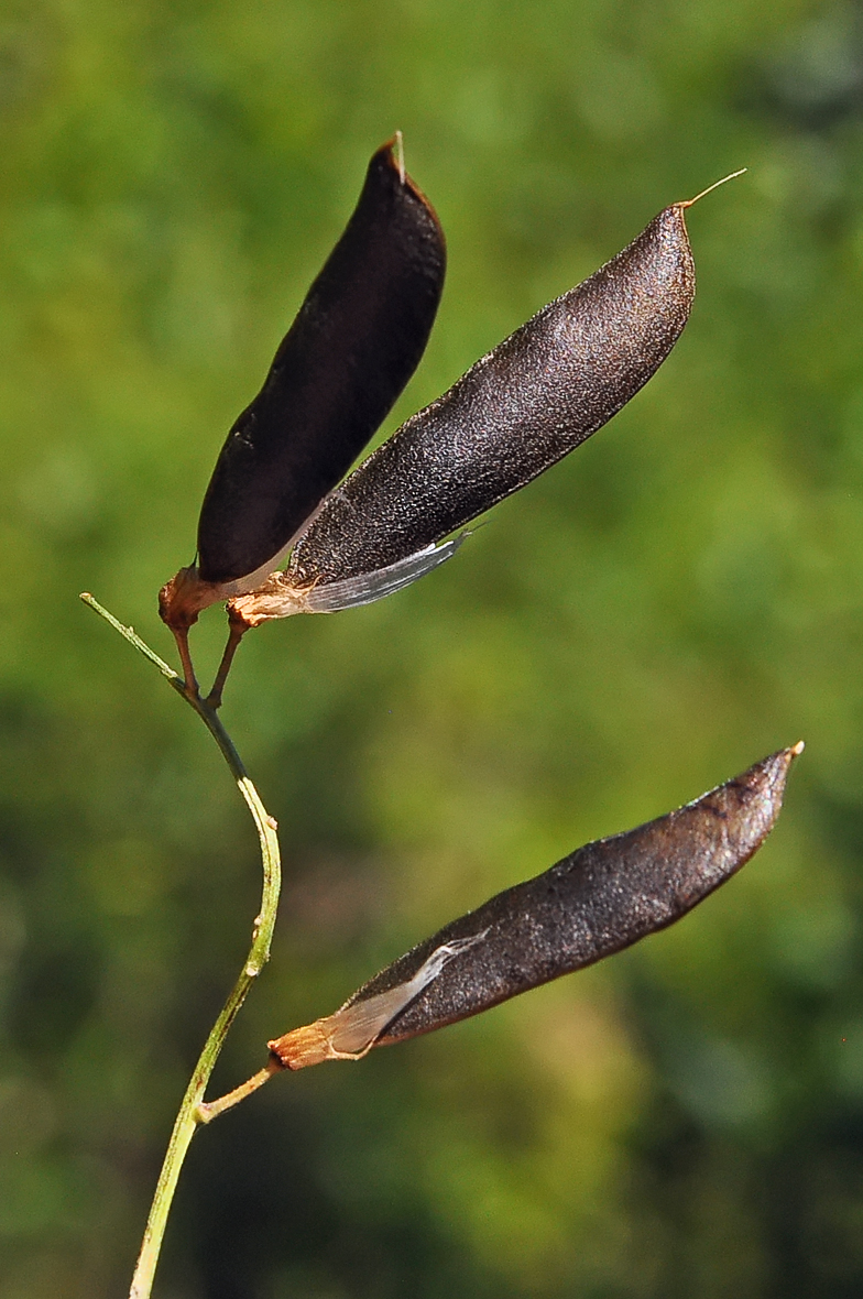 Vicia sylvatica