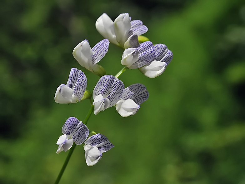 Vicia sylvatica