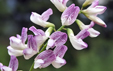 Vicia sylvatica