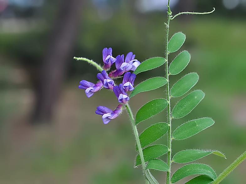 Vicia villosa