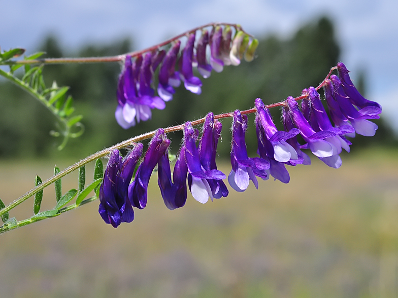 Vicia villosa