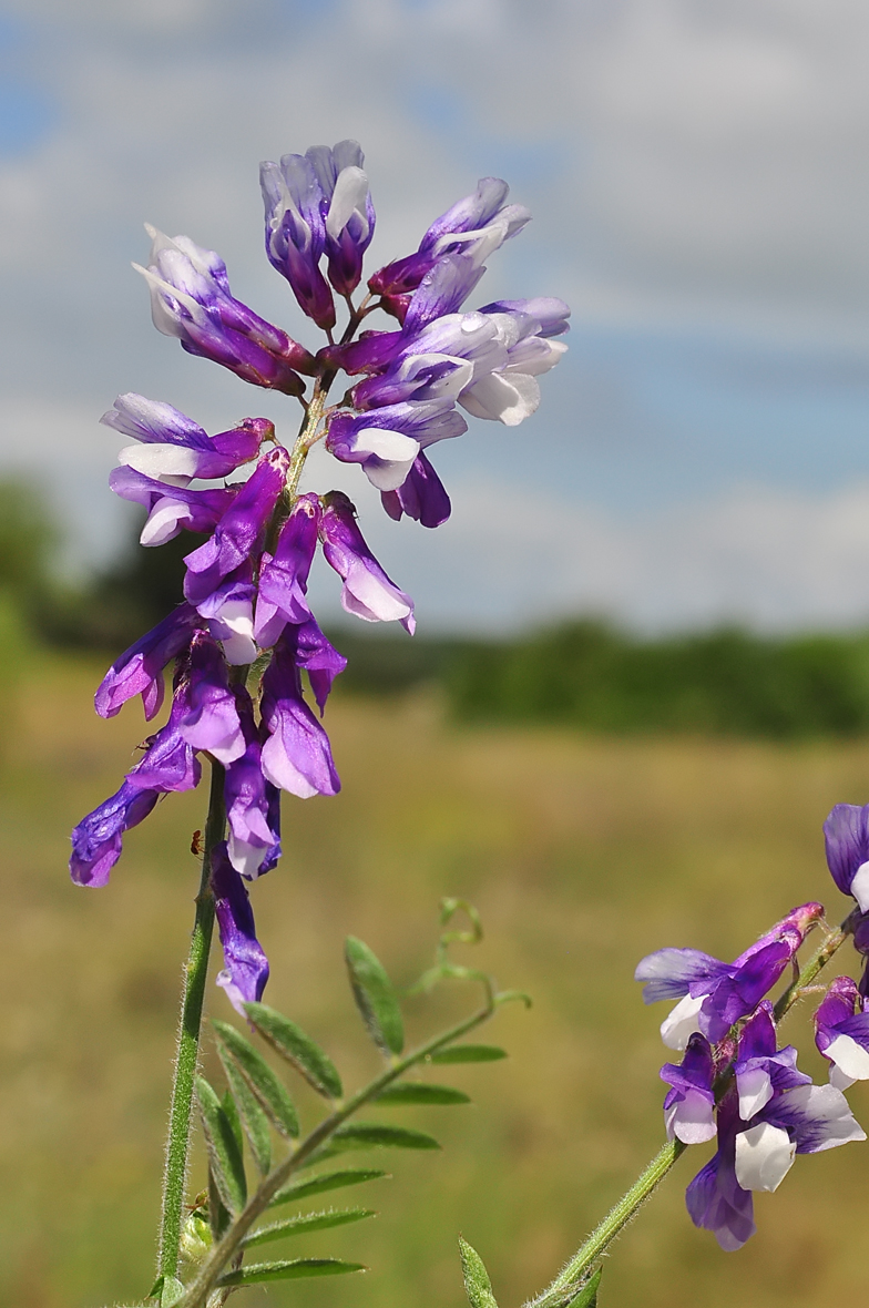 Vicia villosa