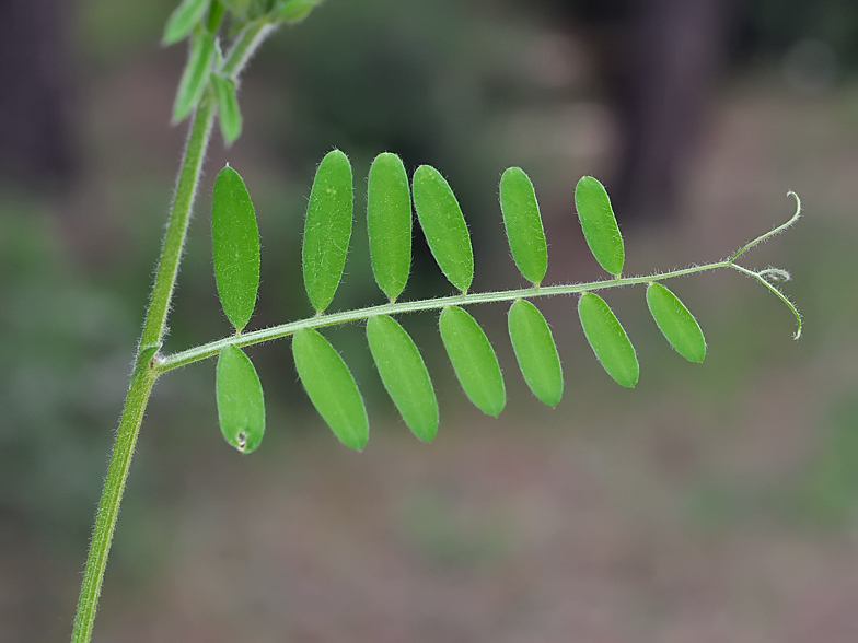 Vicia villosa