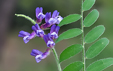 Vicia villosa