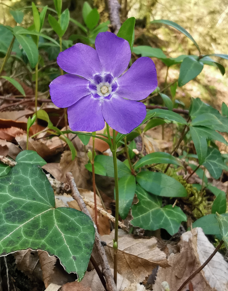 Vinca minor