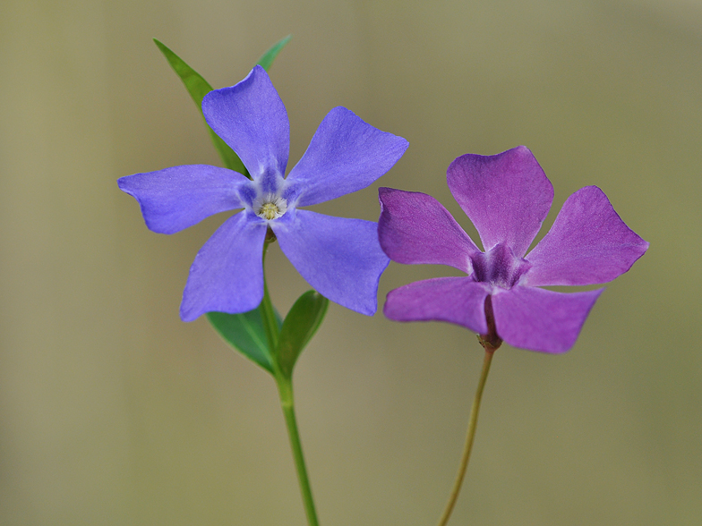 Vinca minor