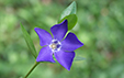 Vinca minor