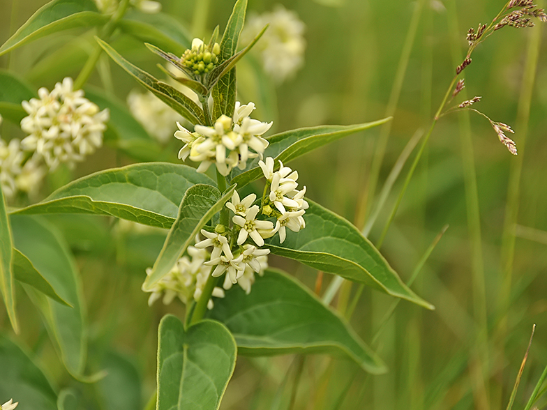 Vincetoxicum hirundinaria