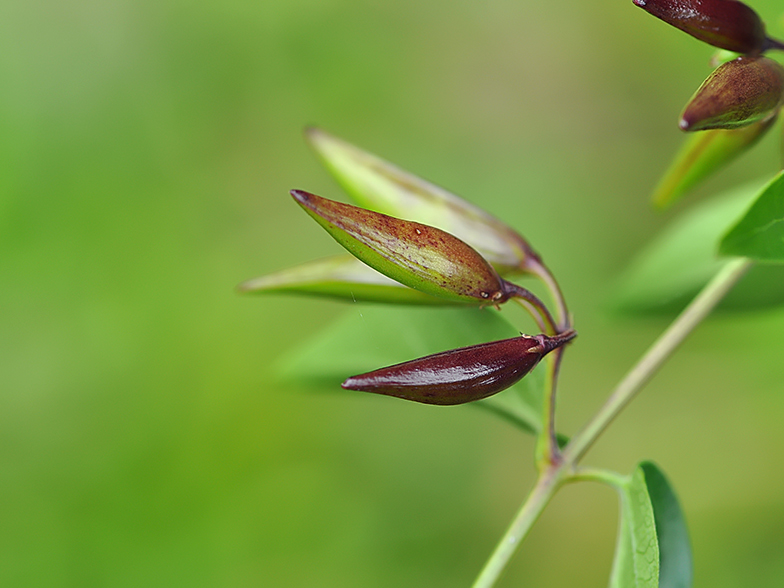 Vincetoxicum hirundinaria fruits