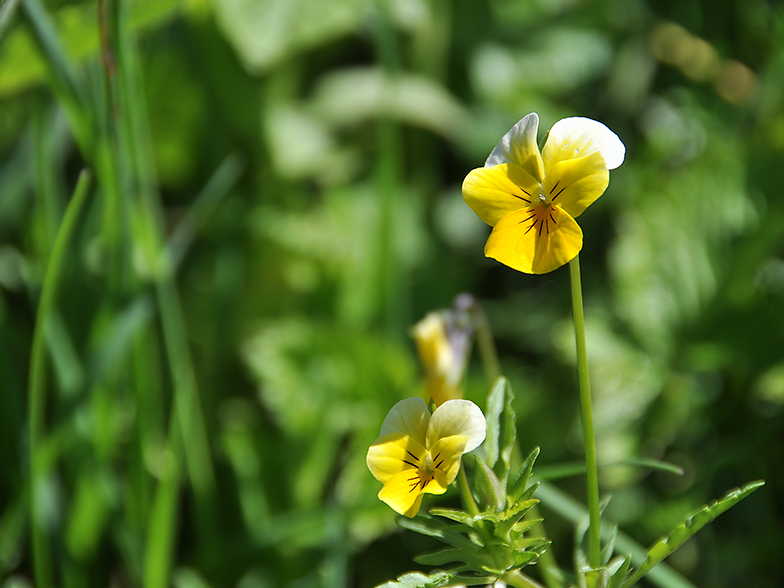 Viola arvensis