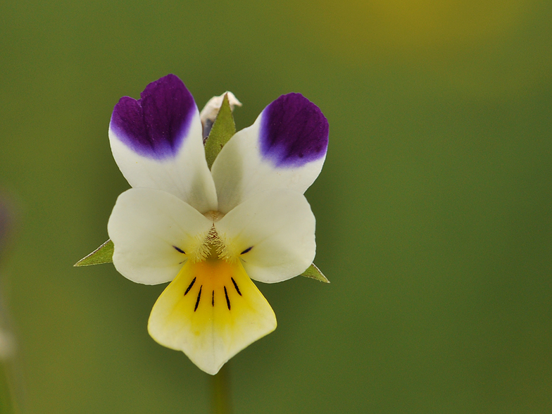 Viola arvensis