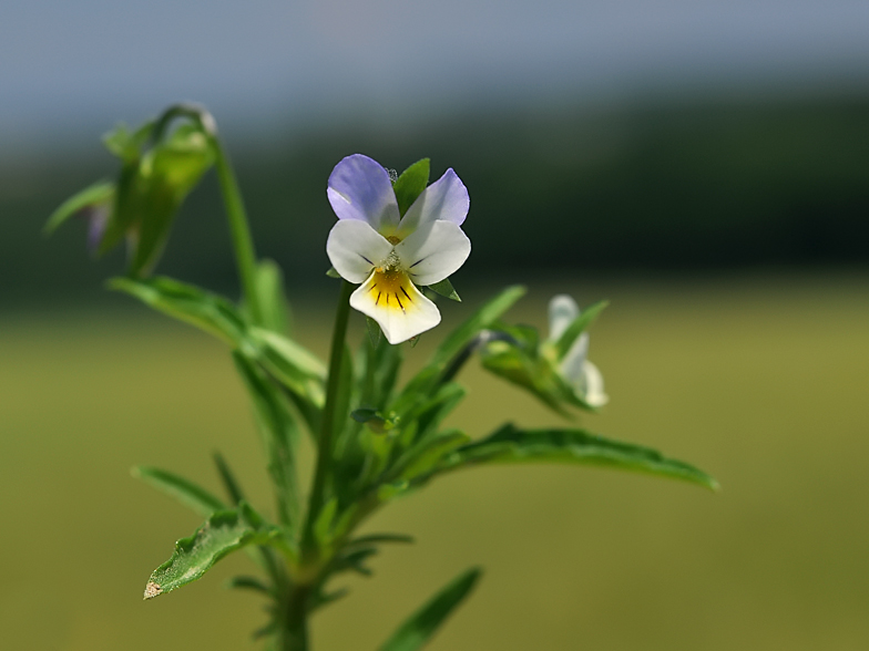 Viola arvensis