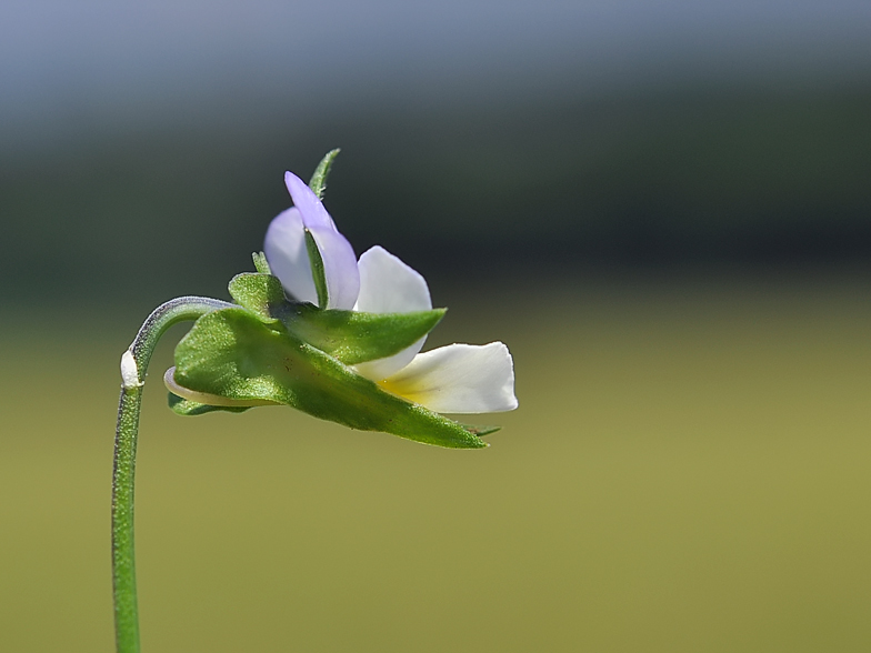 Viola arvensis