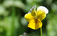 Viola arvensis