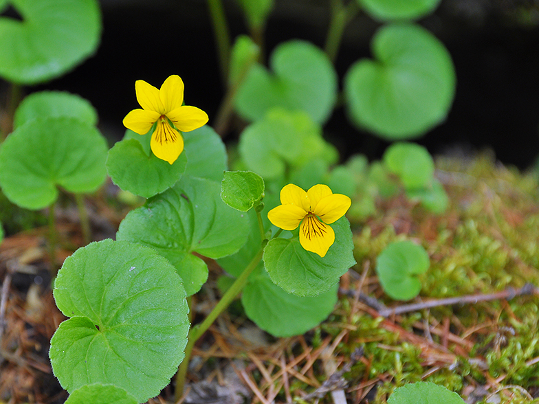 Viola biflora