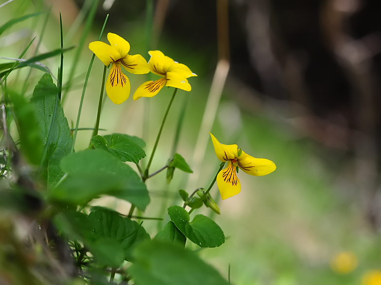 Viola biflora