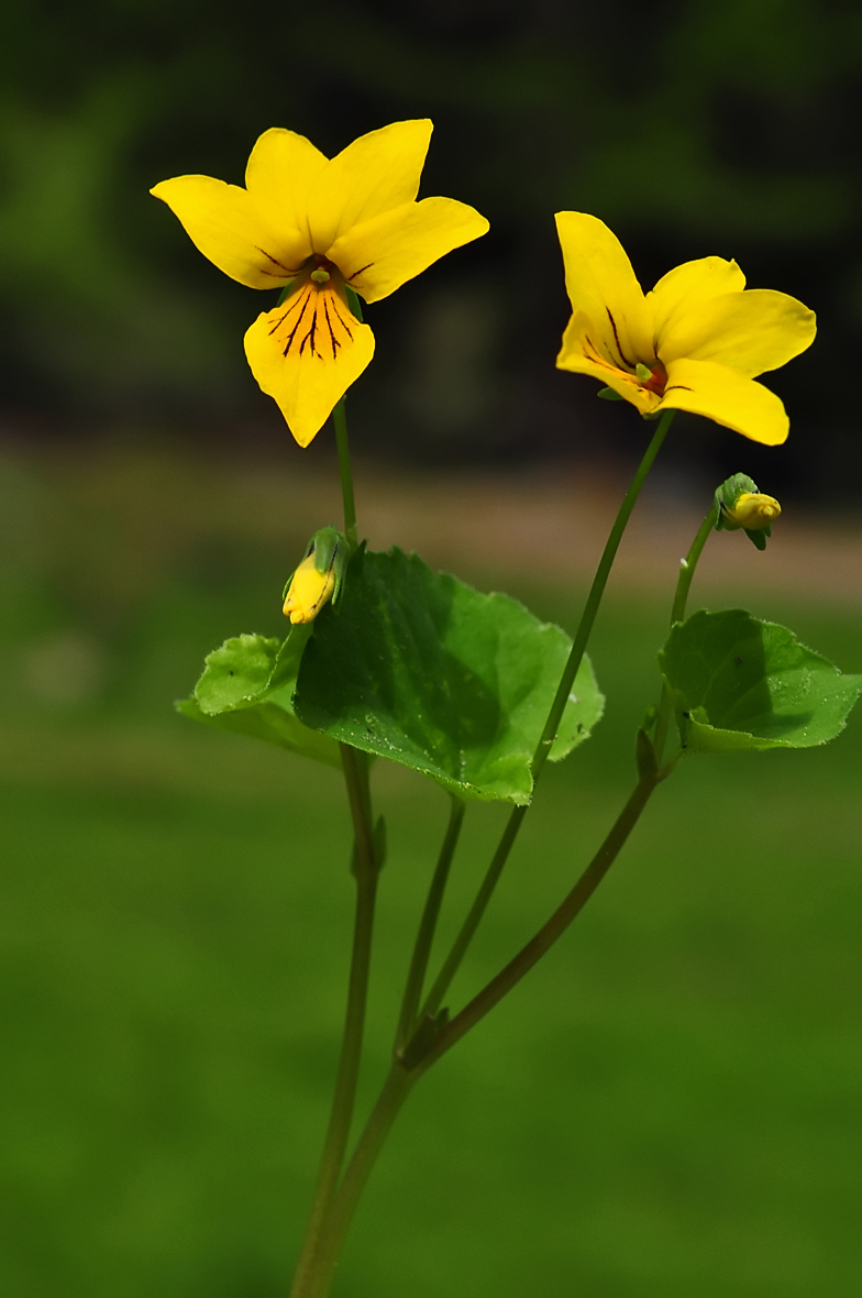 Viola biflora