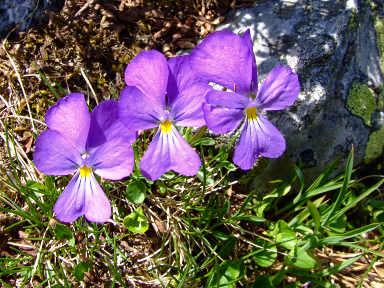 Viola calcarata